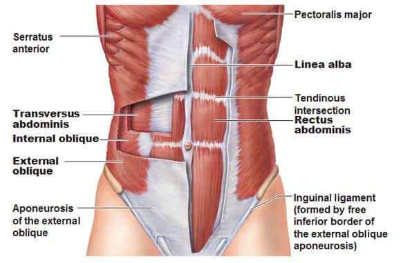 fascia linea alba