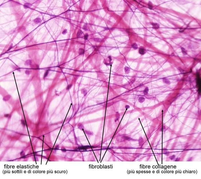 la fascia tessuto connettivo 