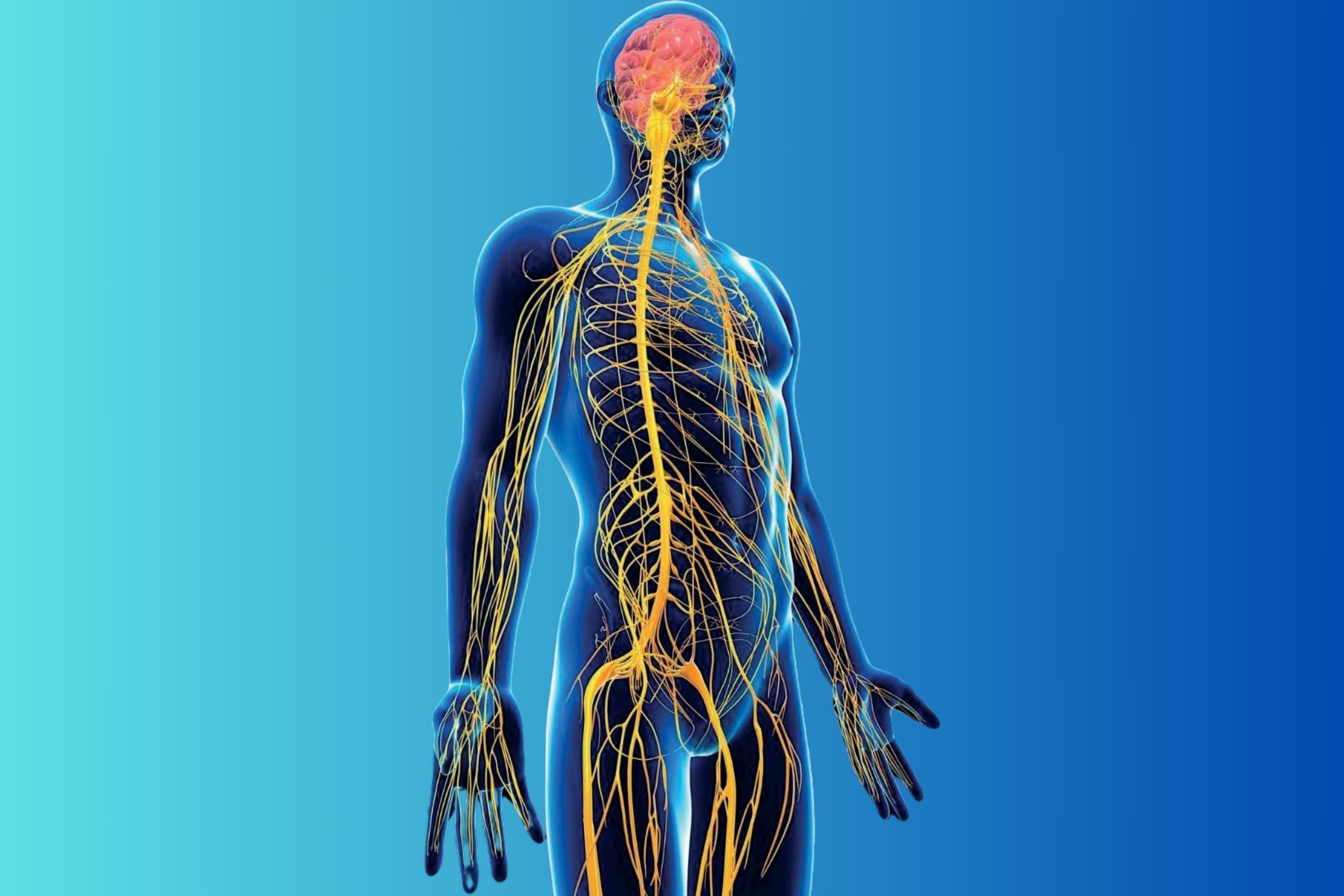 neurodinamica video corso