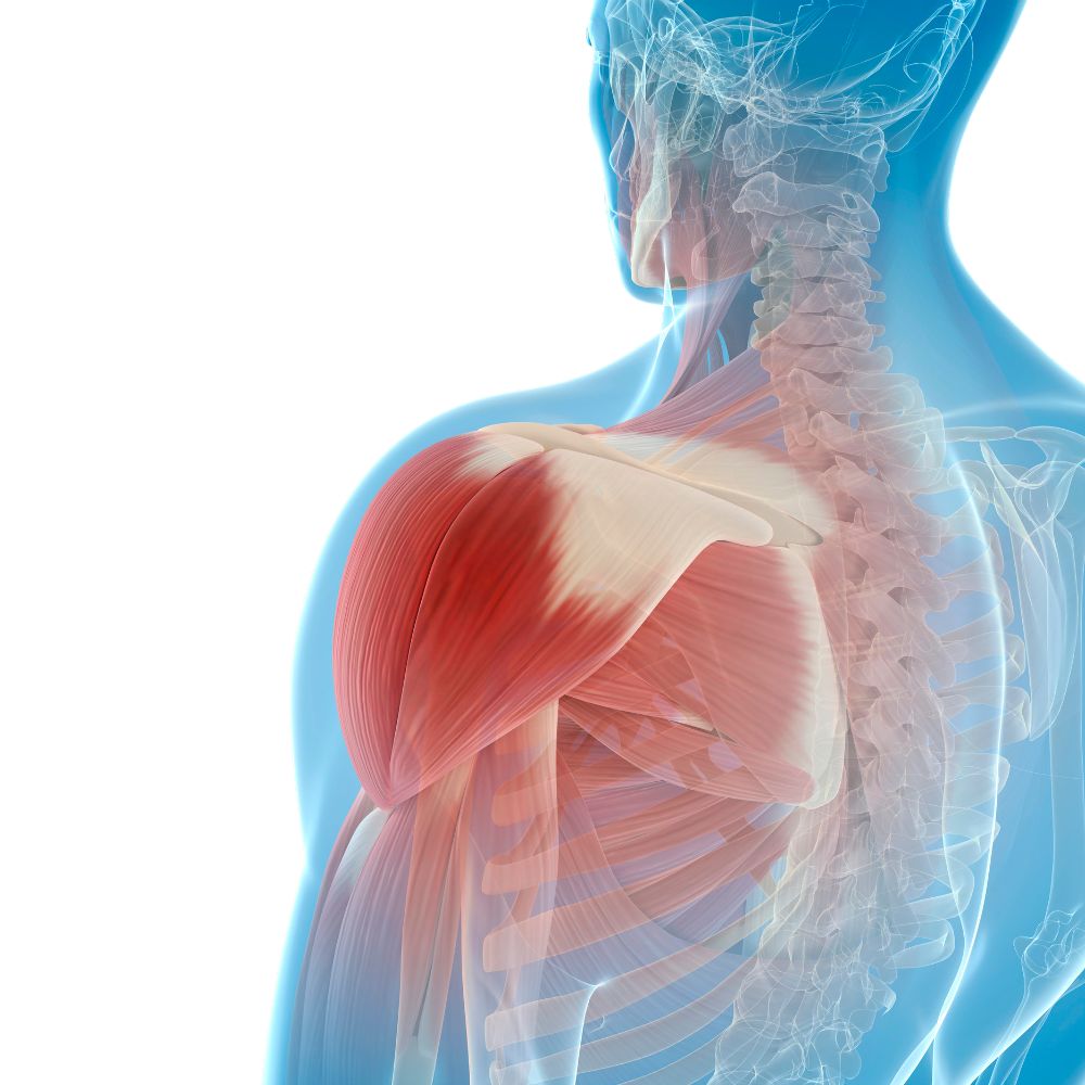 la spalla francesco inglese corso in aula