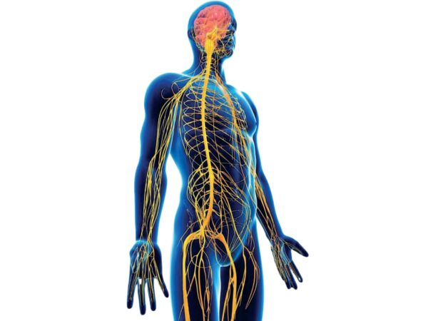 neurodinamica e manipolazione dei nervi periferici