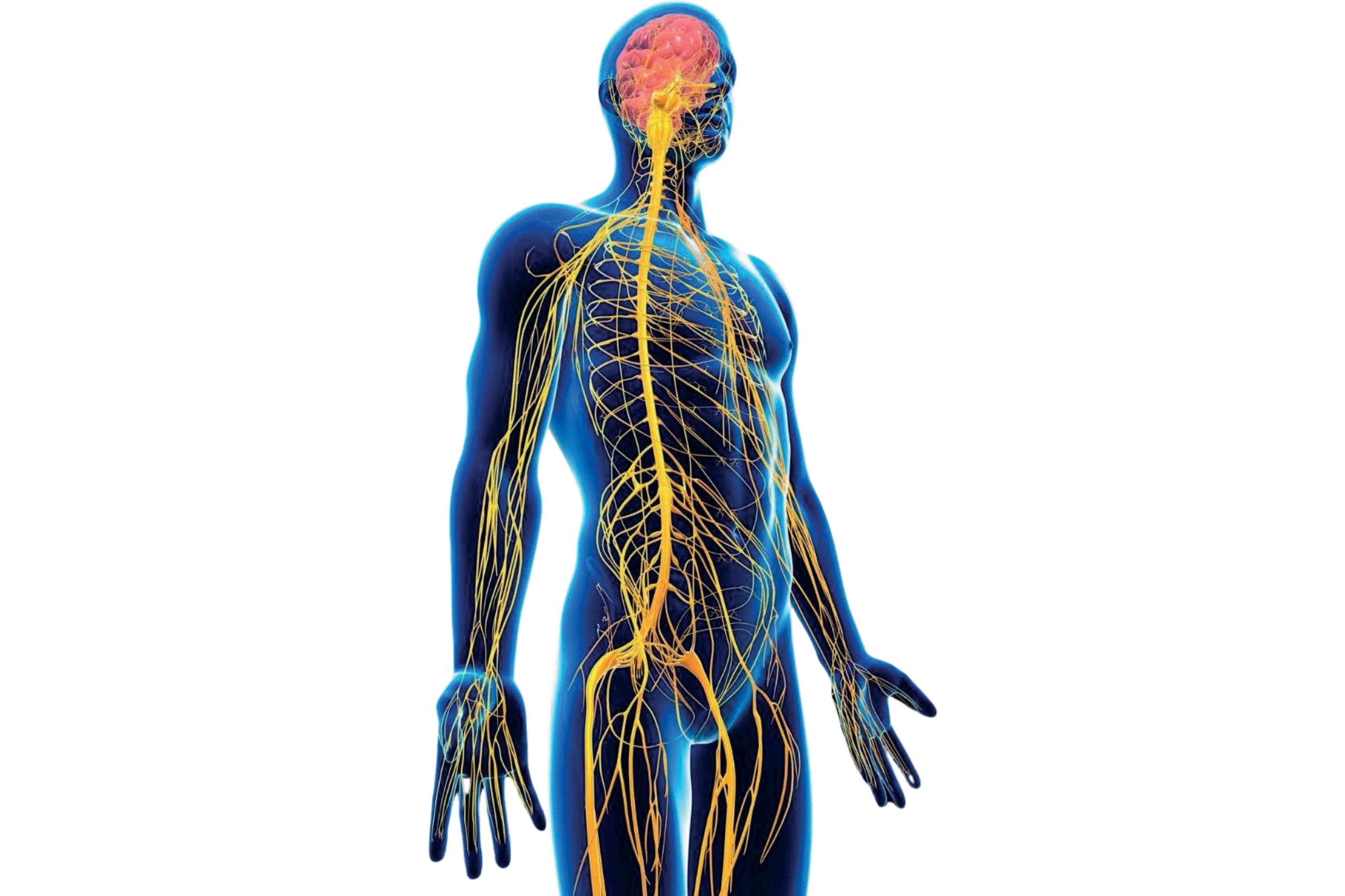 neurodinamica e manipolazione dei nervi periferici