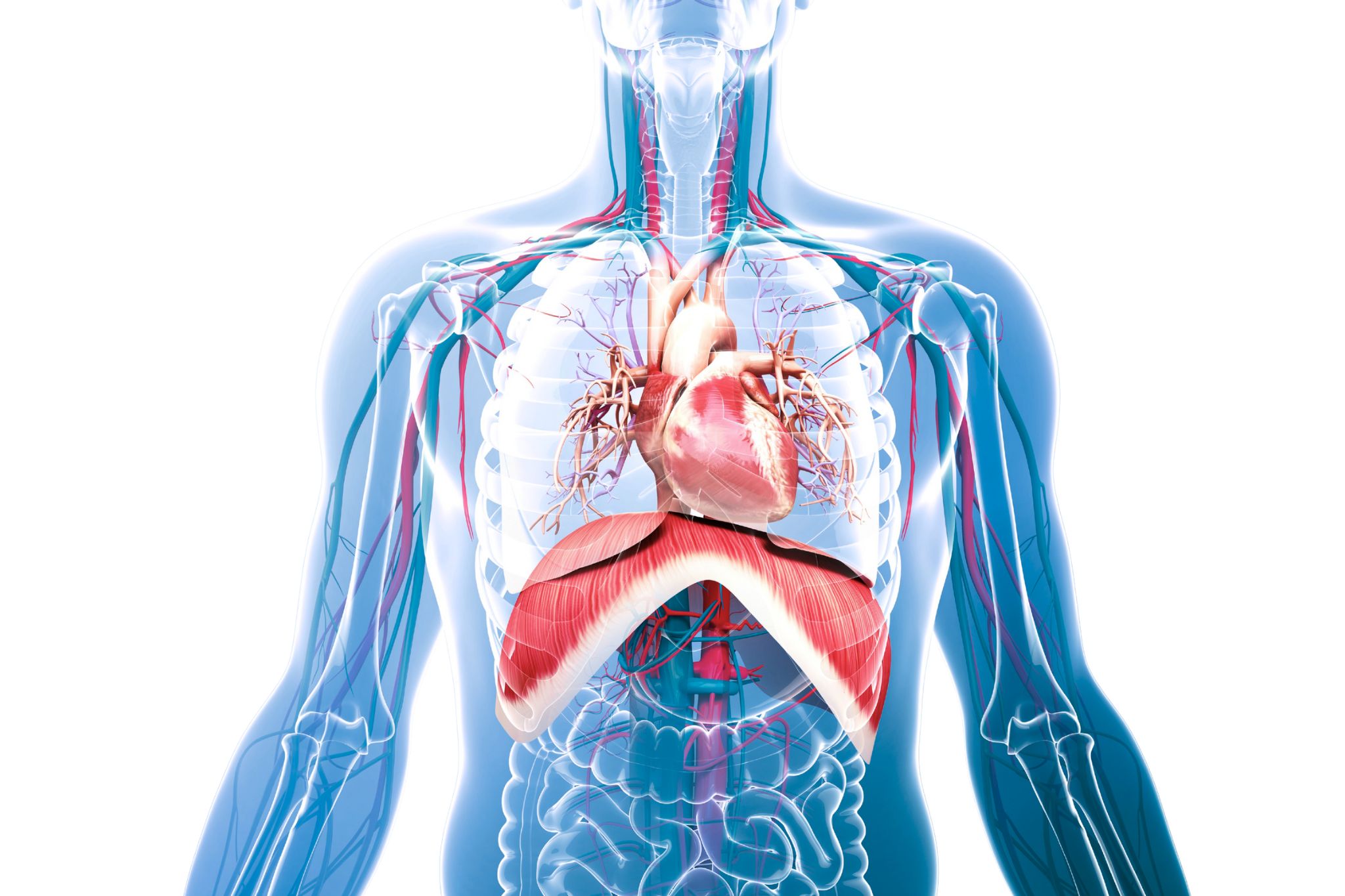 Approccio manuale al diaframma e alle aree corporee collegate corso in aula